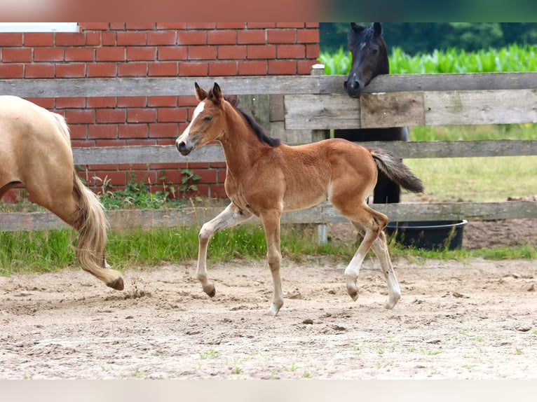 Cavallo da sella tedesco Giumenta Puledri (05/2026) Baio in Wettringen