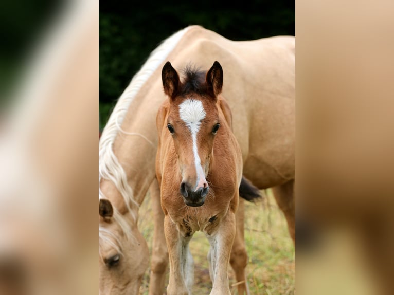 Cavallo da sella tedesco Giumenta Puledri (05/2026) Baio in Wettringen