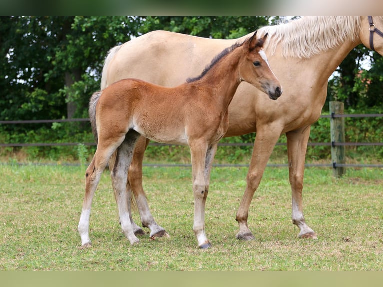 Cavallo da sella tedesco Giumenta Puledri (05/2026) Baio in Wettringen