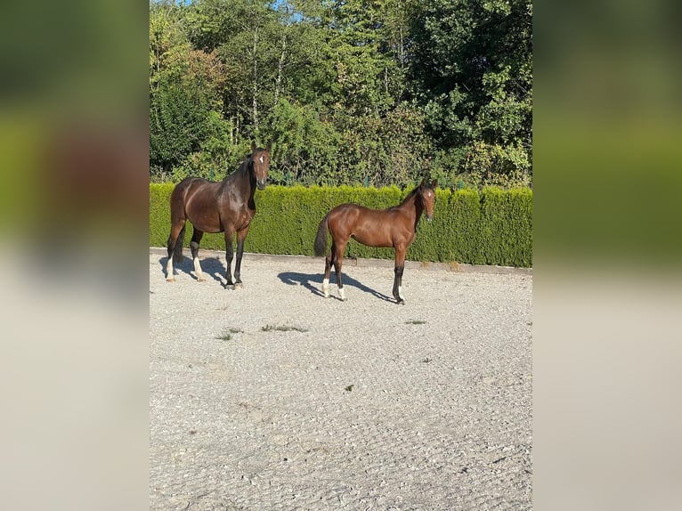 Cavallo da sella tedesco Giumenta Puledri (02/2026) Baio in Heimbach