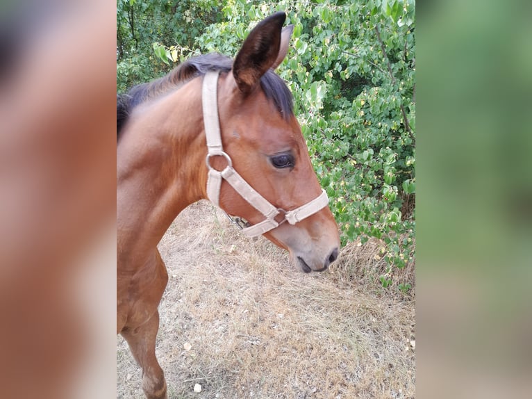 Cavallo da sella tedesco Giumenta Puledri (03/2026) Baio in Markranstädt