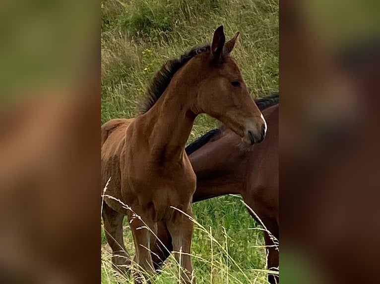 Cavallo da sella tedesco Giumenta Puledri
 (01/2024) Baio in Niederneisen