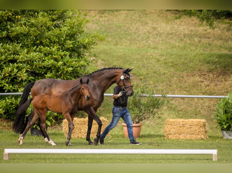 Cavallo da sella tedesco Giumenta Puledri (04/2025) Baio nero in Bad Wurzach