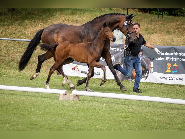 Cavallo da sella tedesco Giumenta Puledri (04/2025) Baio nero in Bad Wurzach