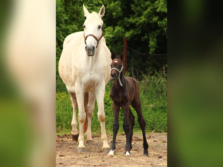 Cavallo da sella tedesco Giumenta  Grigio in Schlagenthin