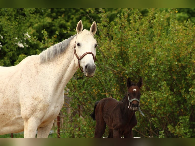 Cavallo da sella tedesco Giumenta  Grigio in Schlagenthin