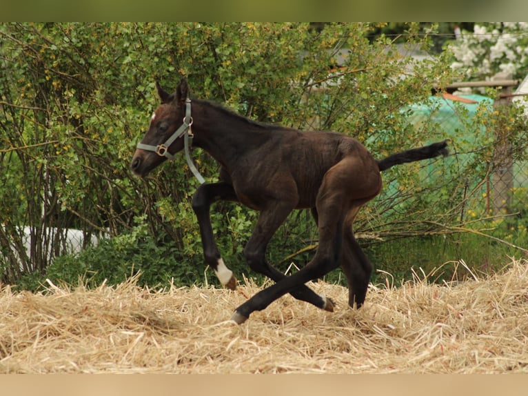 Cavallo da sella tedesco Giumenta  Grigio in Schlagenthin