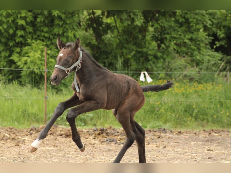 Cavallo da sella tedesco Giumenta  Grigio in Schlagenthin