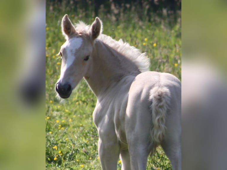 Cavallo da sella tedesco Giumenta  Palomino in Borgdorf-Seedorf