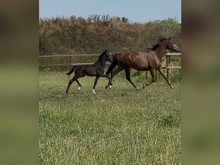 Cavallo da sella tedesco Sconosciuto Puledri (04/2026) Baio nero in WegelebenWegeleben