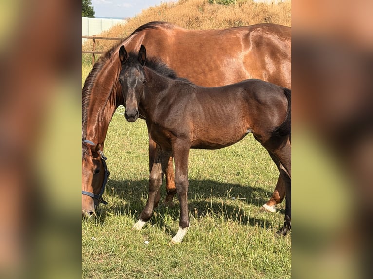 Cavallo da sella tedesco Sconosciuto Puledri (04/2026) Baio nero in WegelebenWegeleben
