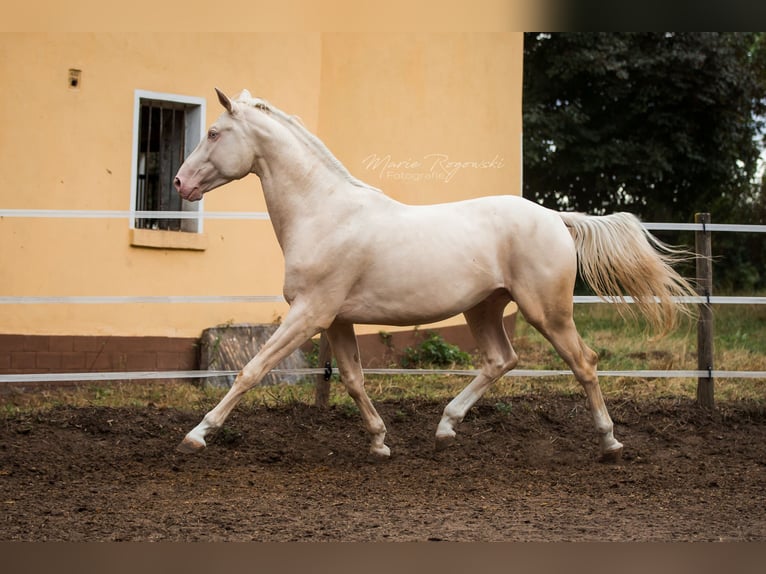 Cavallo da sella tedesco Stallone 11 Anni 173 cm Cremello in Beaumont-Pied-de-Buf