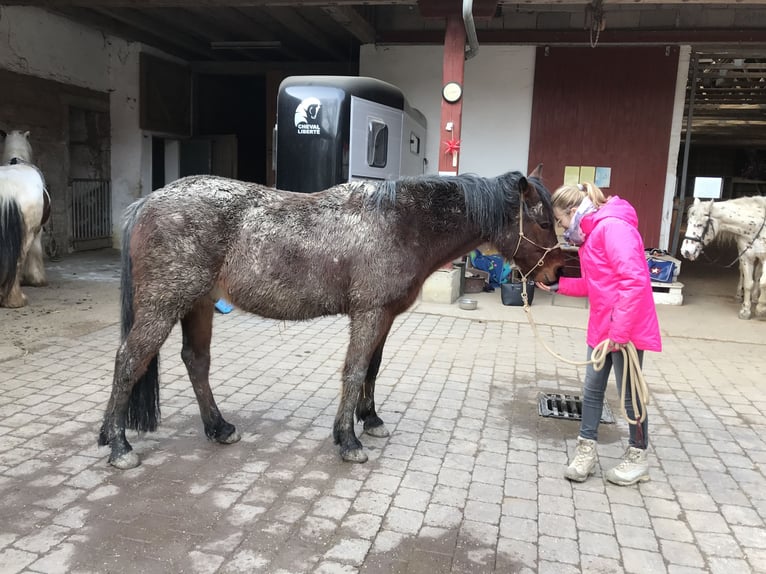 Cavallo da sella tedesco Mix Stallone 12 Anni 153 cm Baio in Niederstetten