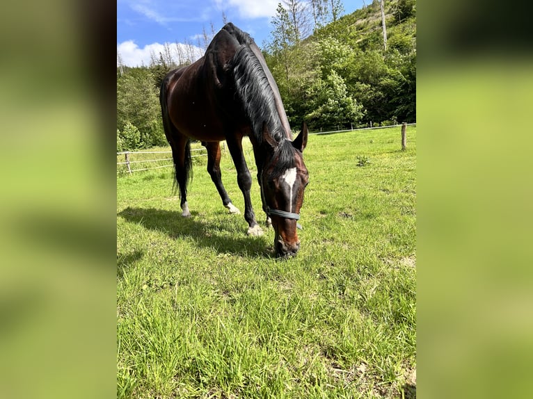 Cavallo da sella tedesco Stallone 15 Anni 145 cm Baio scuro in Friesenhagen