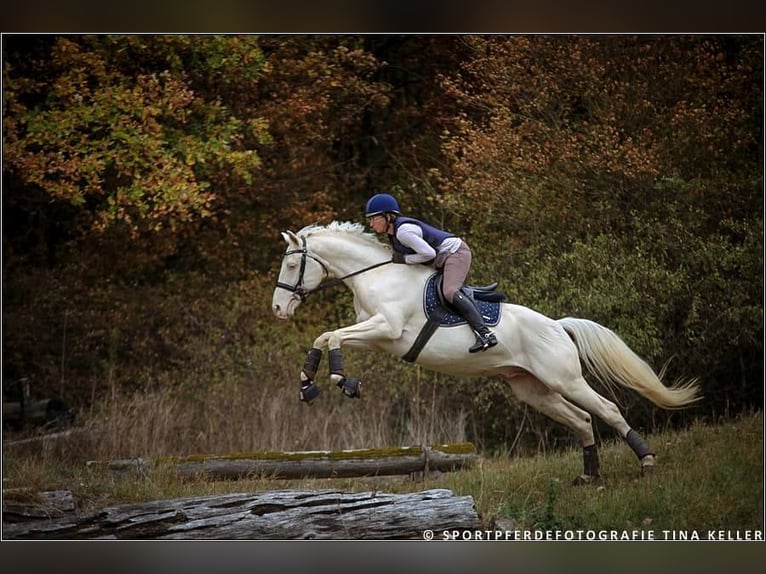 Cavallo da sella tedesco Stallone 15 Anni 160 cm Cremello in Beaumont-Pied-de-Buf
