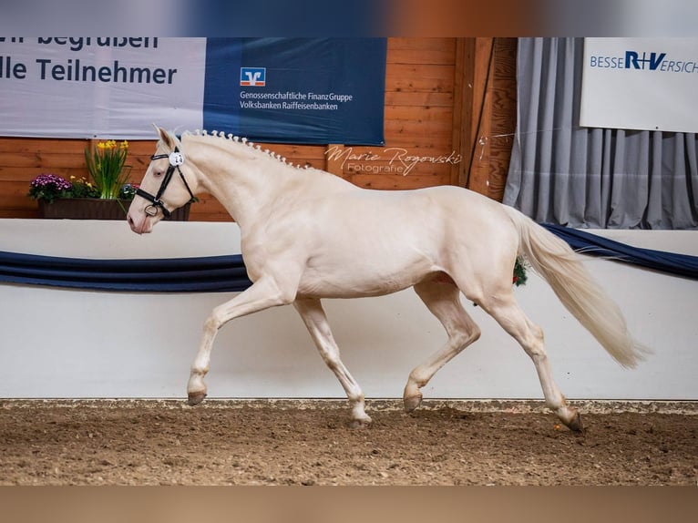 Cavallo da sella tedesco Stallone 16 Anni 160 cm Cremello in Beaumont-Pied-de-Buf