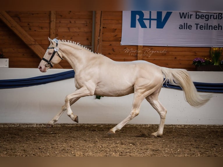 Cavallo da sella tedesco Stallone 16 Anni 160 cm Cremello in Beaumont-Pied-de-Buf