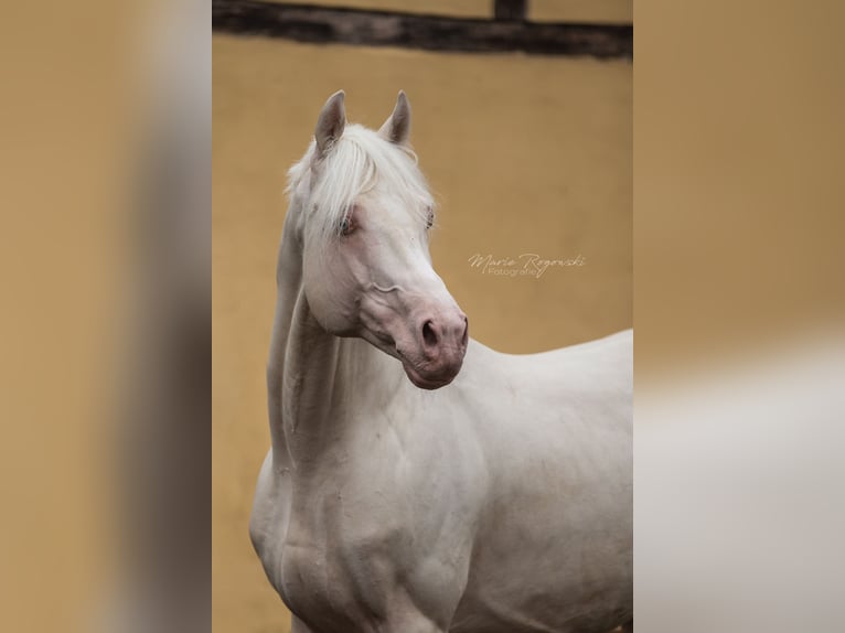 Cavallo da sella tedesco Stallone 17 Anni 160 cm Cremello in Beaumont-Pied-de-Buf