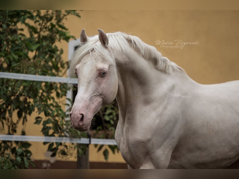 Cavallo da sella tedesco Stallone 17 Anni 160 cm Cremello in Beaumont-Pied-de-Buf