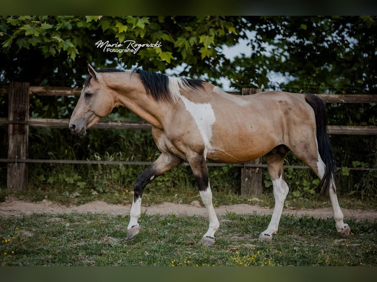 Cavallo da sella tedesco Stallone 18 Anni 165 cm Pezzato in Beaumont-Pied-de-Buf