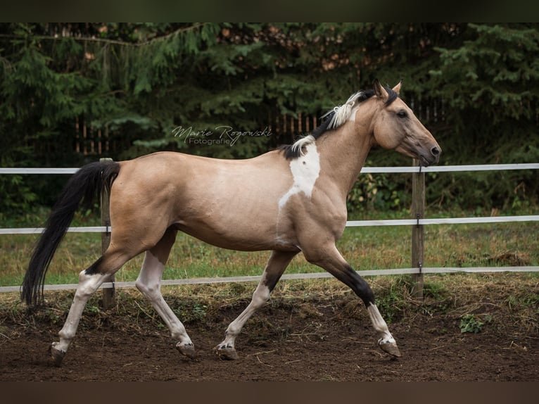 Cavallo da sella tedesco Stallone 18 Anni 165 cm Pezzato in Beaumont-Pied-de-Buf
