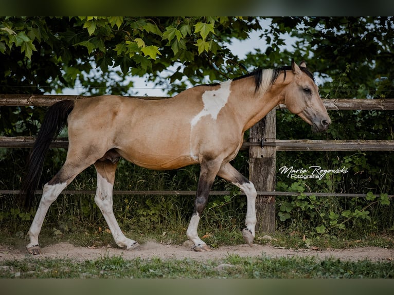 Cavallo da sella tedesco Stallone 18 Anni 165 cm Pezzato in Beaumont-Pied-de-Buf