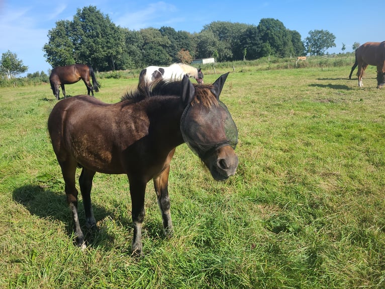 Cavallo da sella tedesco Stallone 1 Anno 142 cm Baio scuro in Varel Dangastermoor