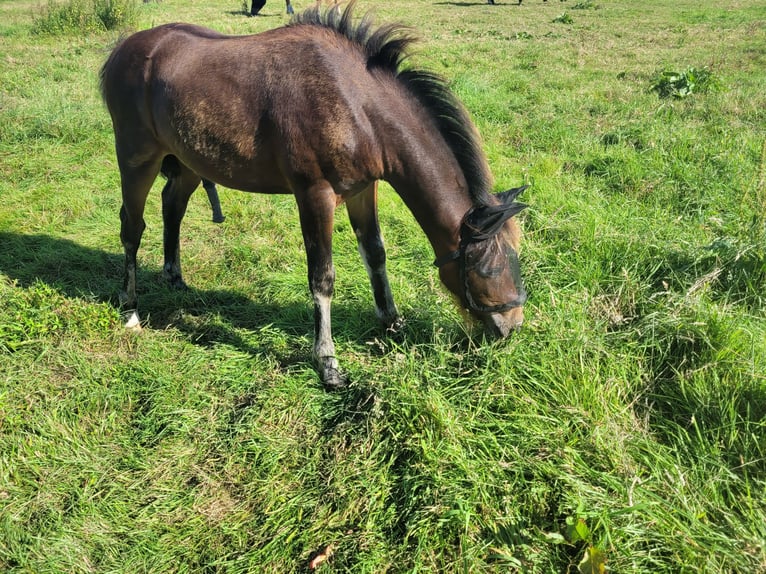 Cavallo da sella tedesco Stallone 1 Anno 142 cm Baio scuro in Varel Dangastermoor