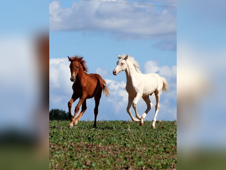 Cavallo da sella tedesco Mix Stallone 1 Anno 160 cm Sauro in Stavenhagen