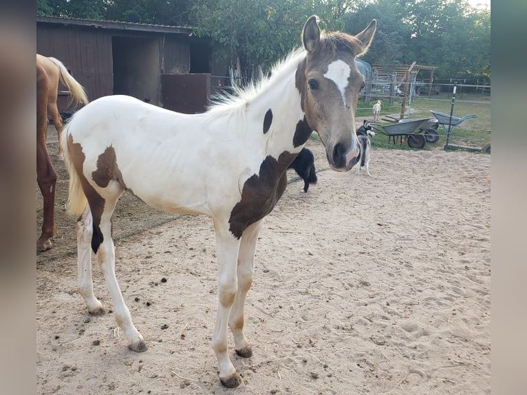 Cavallo da sella tedesco Stallone 1 Anno 165 cm Pezzato in Sugenheim