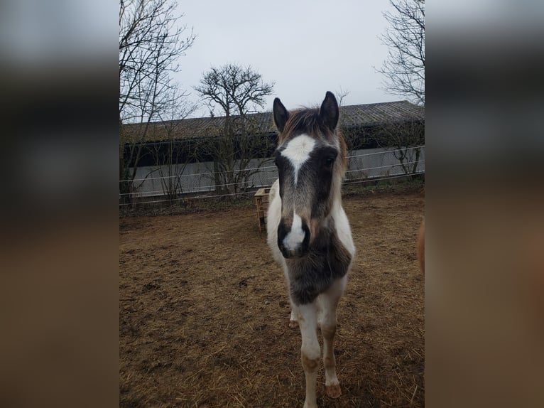 Cavallo da sella tedesco Stallone 1 Anno 165 cm Pezzato in Sugenheim