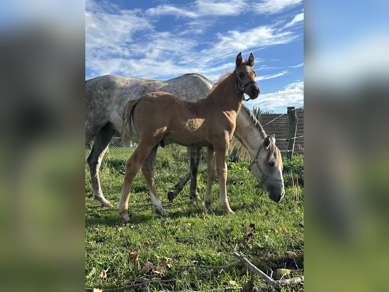 Cavallo da sella tedesco Stallone 1 Anno 165 cm Sauro in Niederer Fäming