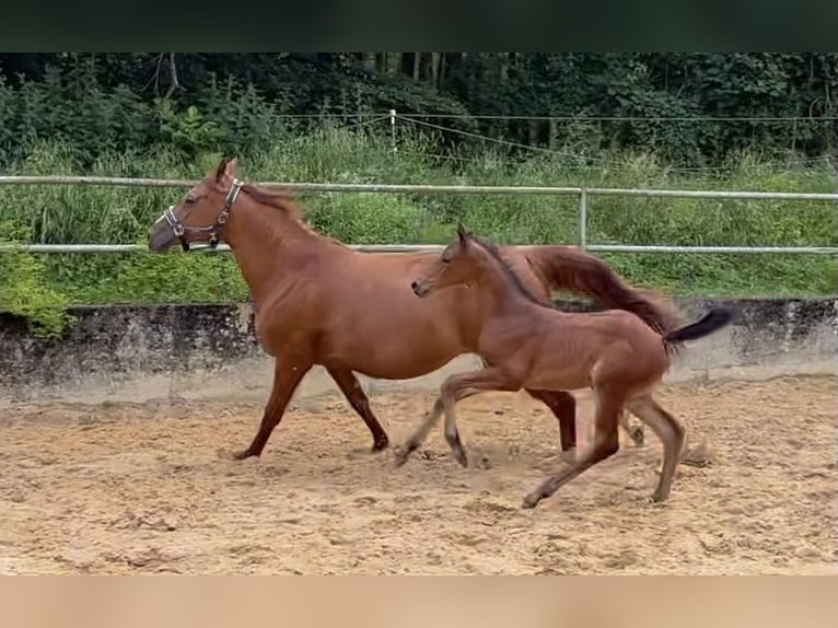 Cavallo da sella tedesco Stallone 1 Anno 168 cm Baio in Wehringen