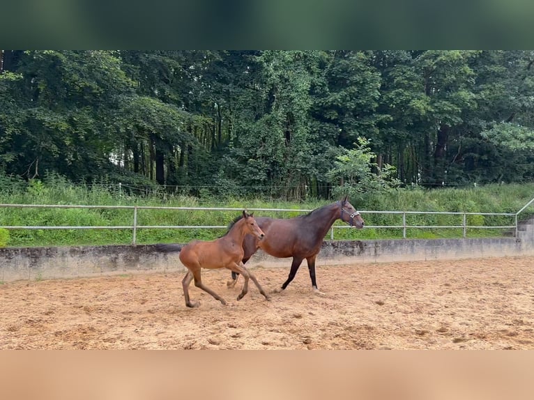 Cavallo da sella tedesco Stallone 1 Anno 168 cm Baio in Wehringen