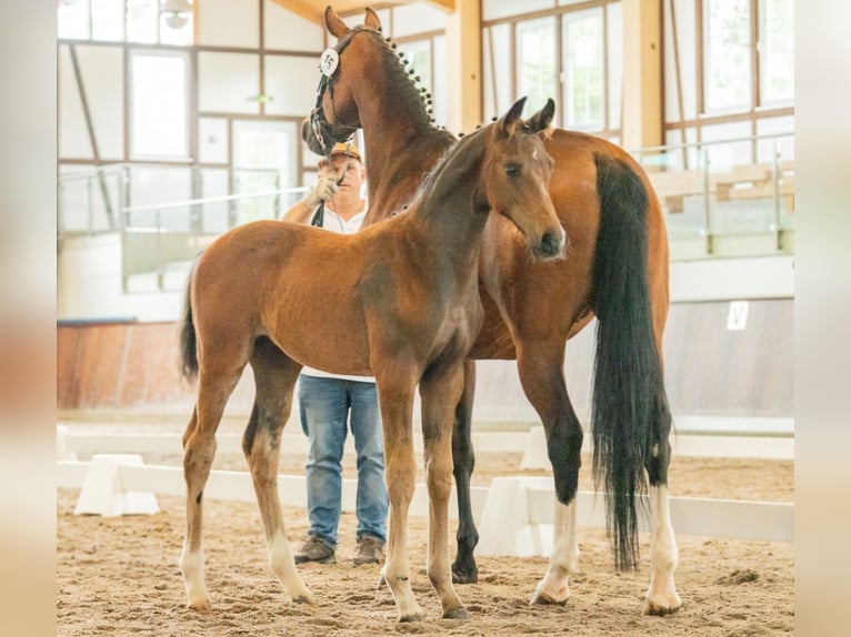 Cavallo da sella tedesco Stallone 1 Anno 170 cm Baio in Naila