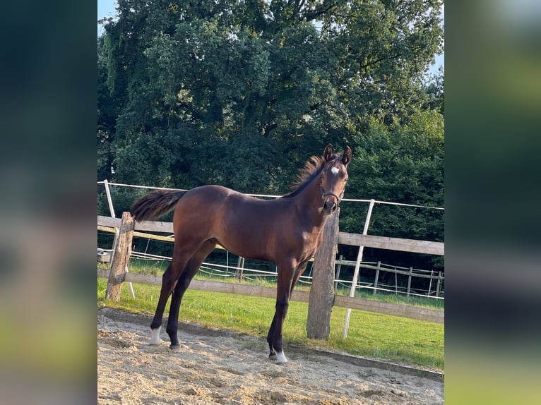 Cavallo da sella tedesco Stallone 1 Anno 170 cm Baio in Westerstede