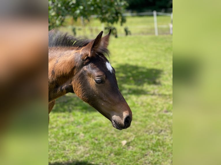 Cavallo da sella tedesco Stallone 1 Anno 170 cm Baio in Westerstede