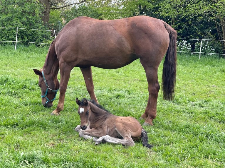 Cavallo da sella tedesco Stallone 1 Anno 170 cm Baio in Westerstede