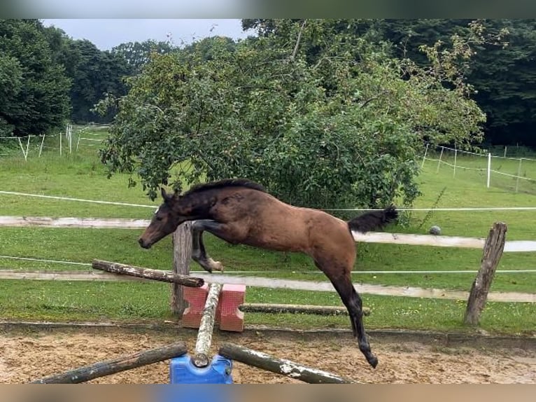 Cavallo da sella tedesco Stallone 1 Anno 170 cm Baio in Westerstede