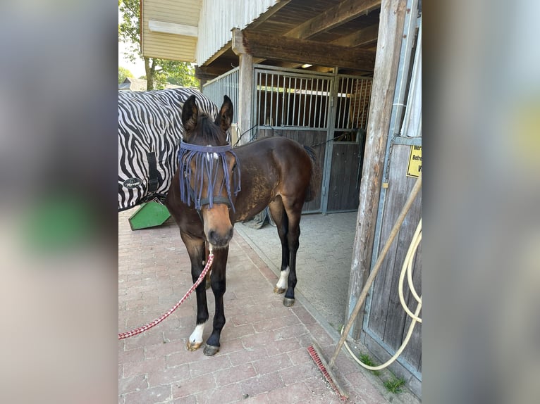 Cavallo da sella tedesco Stallone 1 Anno 170 cm Baio in Westerstede