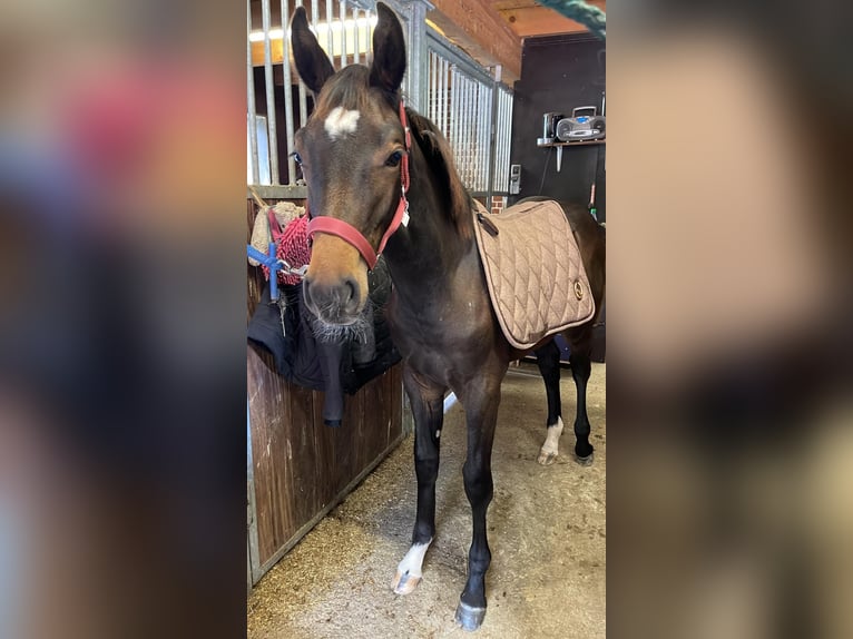 Cavallo da sella tedesco Stallone 1 Anno 170 cm Baio in Westerstede