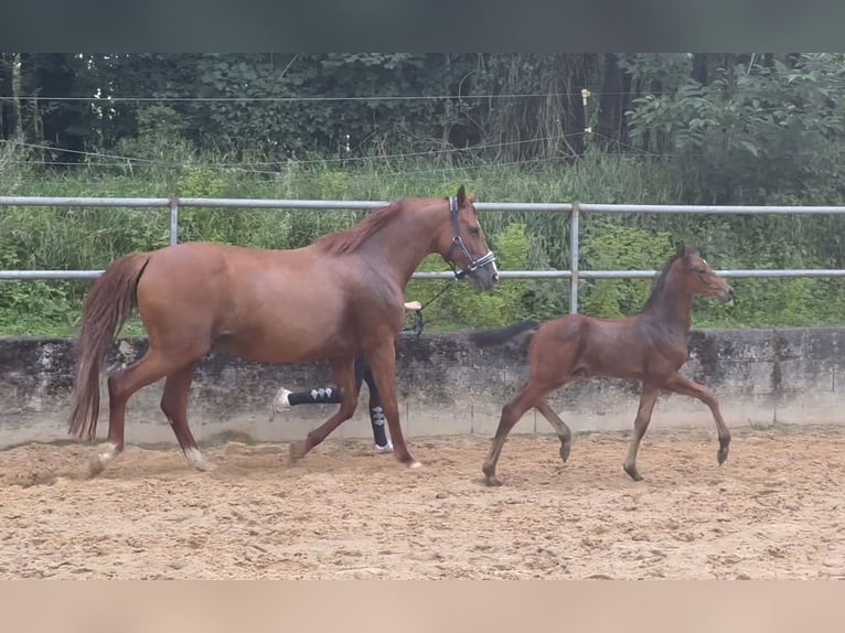 Cavallo da sella tedesco Stallone 1 Anno 173 cm Baio in Wehringen