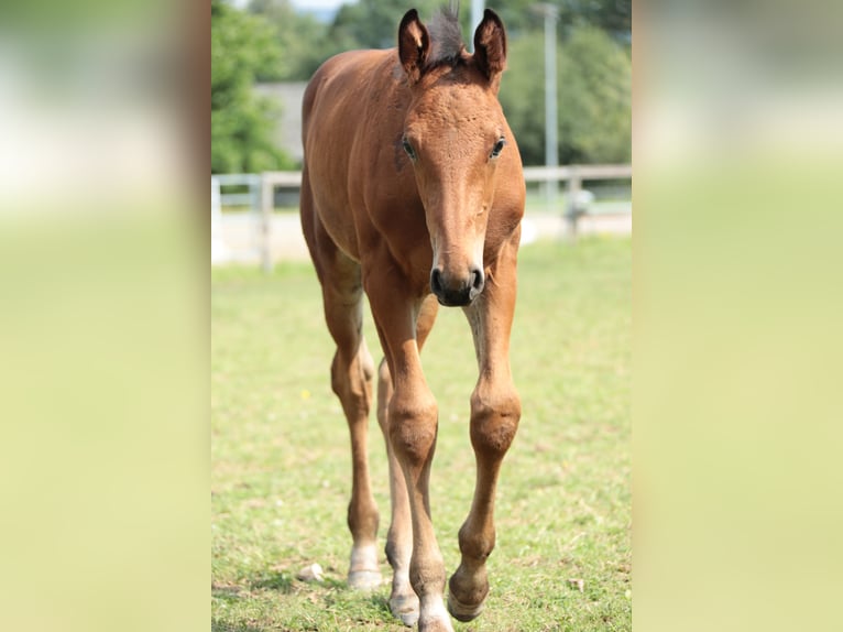 Cavallo da sella tedesco Stallone 1 Anno Baio in Neuenrade