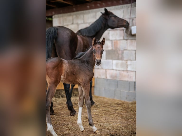 Cavallo da sella tedesco Stallone 1 Anno Baio nero in Meinhard