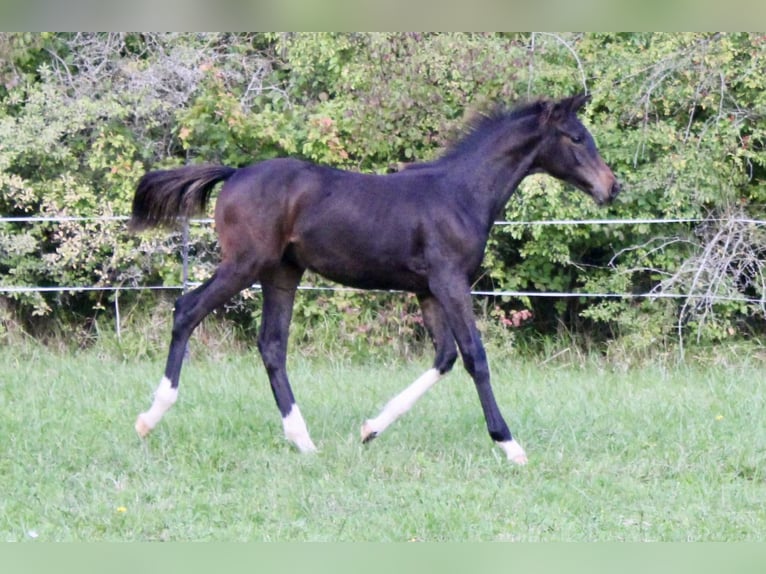Cavallo da sella tedesco Stallone 1 Anno Baio nero in Meinhard