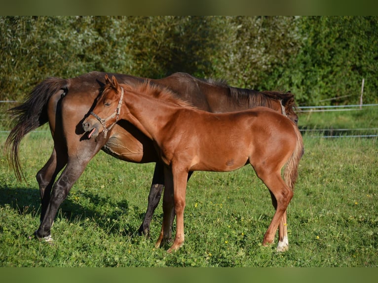 Cavallo da sella tedesco Stallone 1 Anno Sauro in Krumstedt