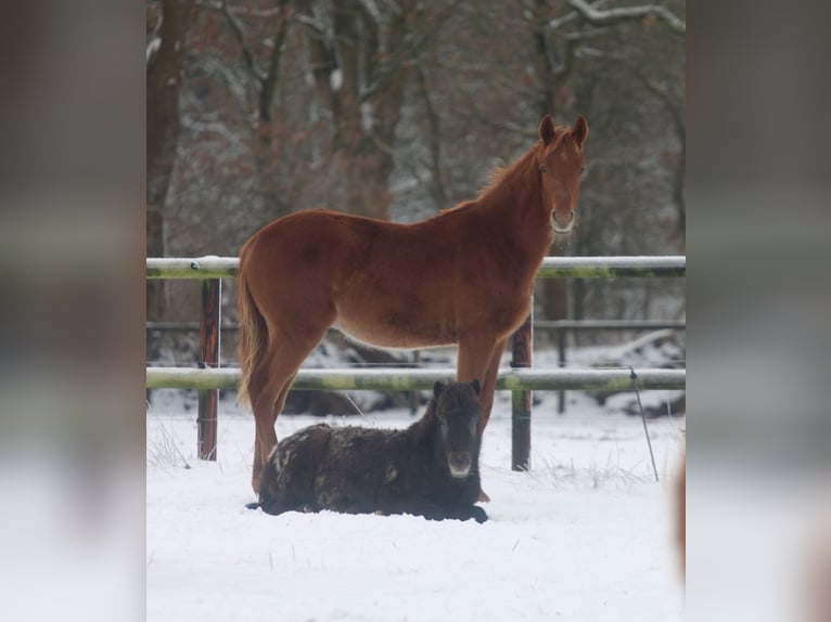 Cavallo da sella tedesco Stallone 1 Anno Sauro in Krumstedt