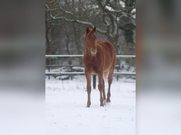 Cavallo da sella tedesco Stallone 1 Anno Sauro in Krumstedt