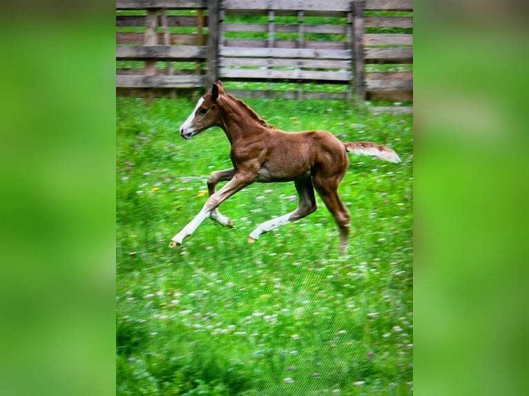 Cavallo da sella tedesco Stallone 1 Anno Sauro in Wehretal