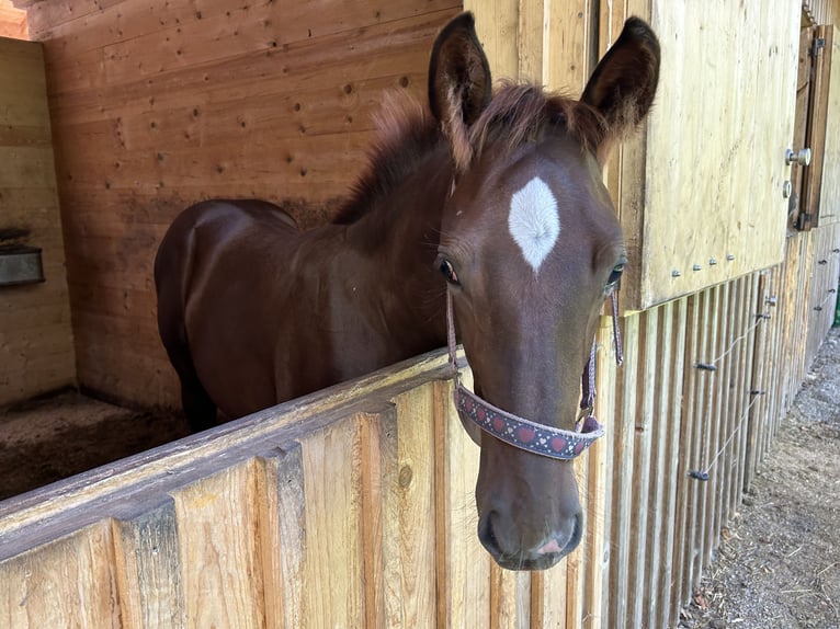 Cavallo da sella tedesco Stallone 1 Anno Sauro scuro in Weil